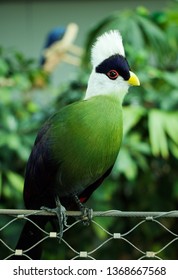 White Crested Turaco