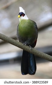 White Crested Turaco
