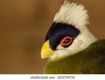 White Crested Turaco Gets A Close Up