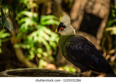 White Crested Turaco Portrait Close Up