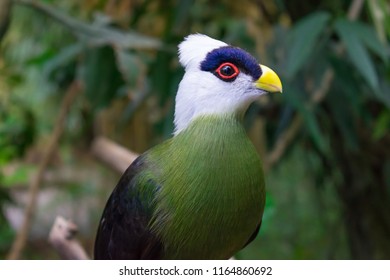 White Crested Turaco Zoo