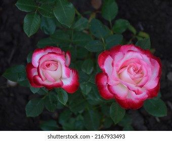 White and Crimson flowers of Rose Jubile du Prince de Monaco