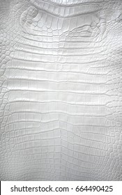 White Crocodile Leather Stock Photo 664490425 | Shutterstock