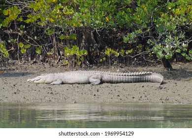 White Crocodile In Sundarban National Park