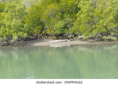 White Crocodile In Sundarban National Park