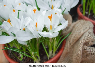 White Crocus Blooming In Pot.