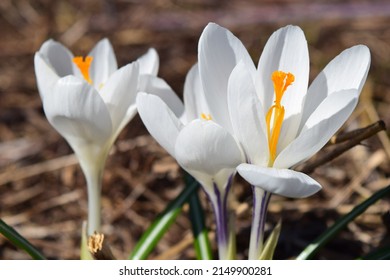 White Crocus Flowers. Beautiful Early Spring Floral Bokeh Background.