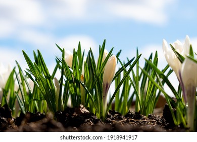 White Crocuses Grow in Early Spring. The First Spring Flowers Bloom in the Garden Against a Blue Sky.