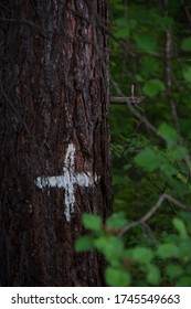 White cross mark painted by woodcutter on the tree trunk in the forest.
