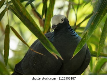 white crowned pigeon is nesting in the shade
