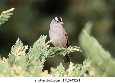 White Crowned Sparrow At Mountain View Cemetery In Oakland, California.