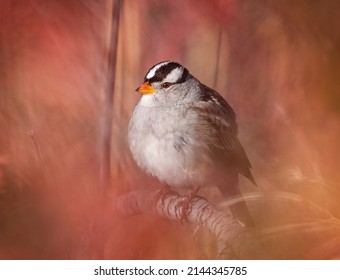 White Crowned Sparrow On A Sagebrush Plant