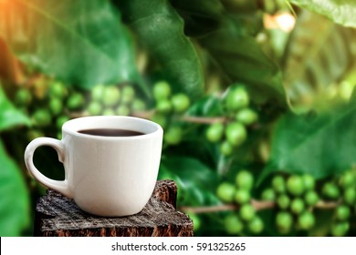 6,863 Coffee Farm Black And White Images, Stock Photos & Vectors ...