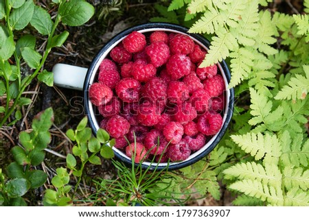 Collect forest strawberries