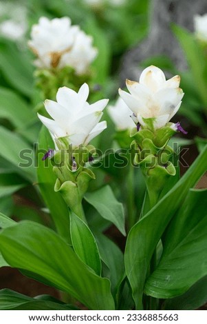 White Curcuma alismatifolia flower or Siam tulip blooming in rainy season, Thailand