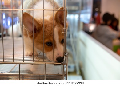 White Curious Puppy Dog Sniffing The Ground Inside The Silver Metal Cage.