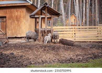 White curly sheep and goats behind a wooden paddock in the countryside. Animals sheep and goats eat hay from the feeder. Sheep breeding. Housekeeping. - Shutterstock ID 2310703991