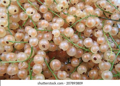 White Currant Background