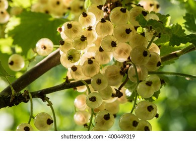 White Currant At A Branch