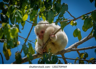 White Cuscus Marsupial With Curled Up Tail In A Tree, Papua New Guinea Highlands