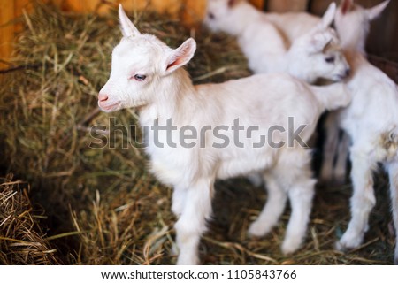 White Cute Baby Goats Barn Little Stock Photo Edit Now 1105843766