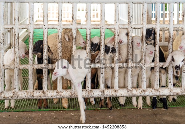 White Cute Baby Goats Barn Escape Stock Photo Edit Now 1452208856