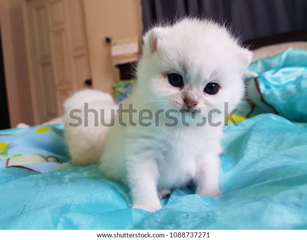 White Cute British Shorthair Kitten Looking Stock Photo Edit Now