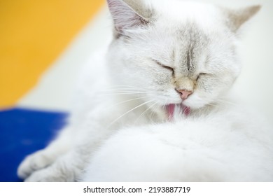 White Cute Cat Licking Fur