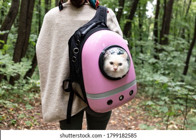 White cute cat looking outside from cat backpack with transparent window. Cat bag on the girls shoulders. Domestic cats outside and travelling with pets concept