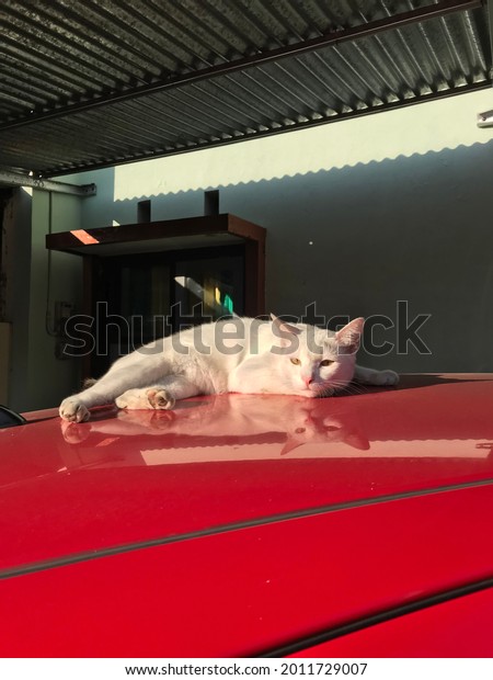 A white cute cat on the\
car
