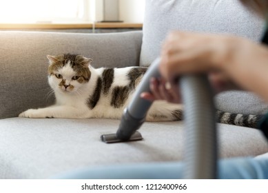 White cute cat sitting on sofa is looking at vacuum cleaner of her owner while she is cleaning the sofa due to cat hair dropped on the sofa. Happy cleaning and cute cat concept.