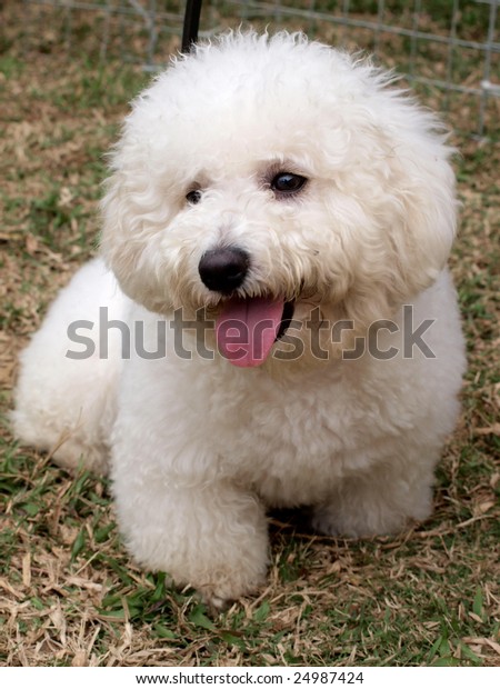 White Cute Poodle Puppy On Meadow Royalty Free Stock Image