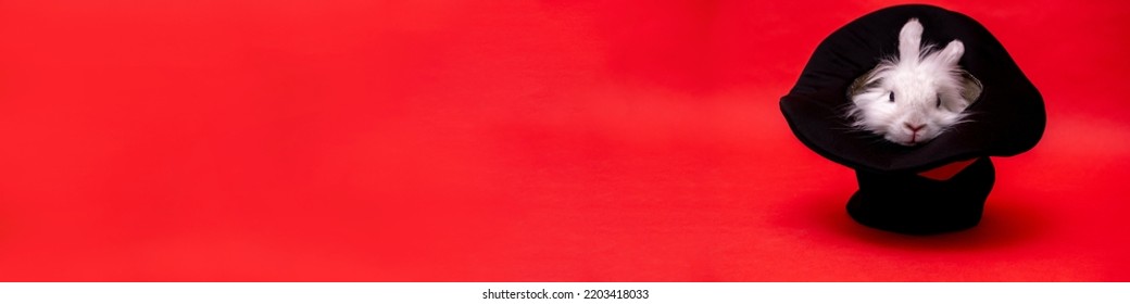 white cute rabbit sits in a black hat on red background. Cylinder hat. Focus with hare. circus performance illusion trickery Surprise with pet. Banner Focus secret. fluffy rodent Animal in hat easter - Shutterstock ID 2203418033