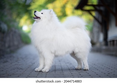 White And Cute Samoyed Dog - Breed Standard