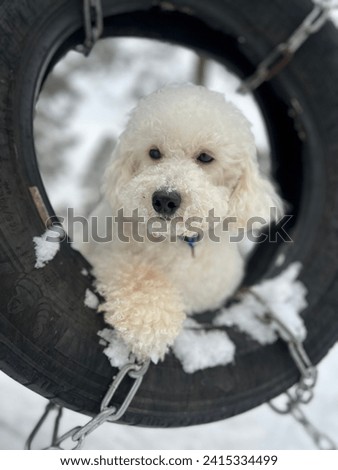 White cutie pet, white curly small dog, miniature poodle peacefully resting on a playground