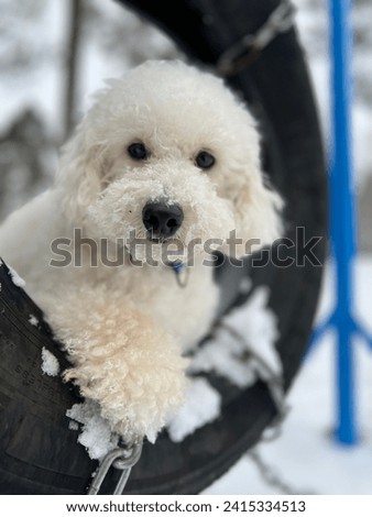 White cutie pet, white curly small dog, miniature poodle peacefully resting on a playground