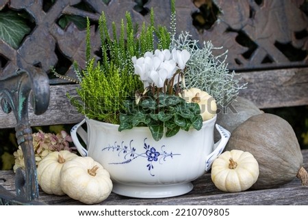 white cyclamen, barbed wire plant, shrub veronica and heather in a soup tureen as a floral autumn arrangement