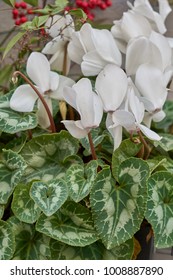 White Cyclamen In Bloom In Spring