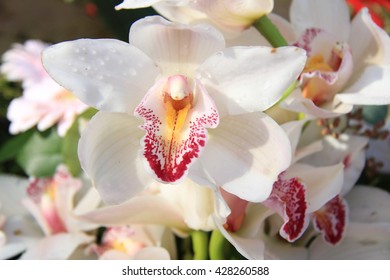 White Cymbidium Orchids In A Bridal Bouquet