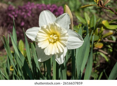 White daffodil blooming in a garden. generated by ai