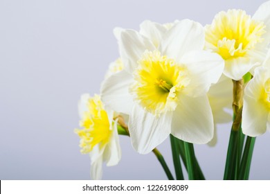 White Daffodil Flowers