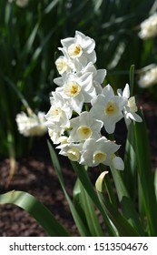 The White Daffodil In Full Array