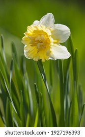 White Daffodil In Green Grass