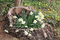 White Daffodils Growing Out Of A Hollow Tree Stump.