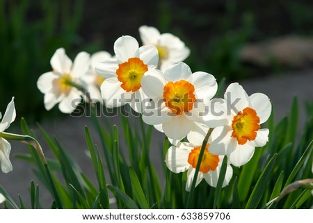 White daffodils in the sun.