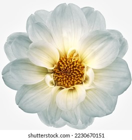 White dahlia. Flower on a white isolated background with clipping path.  For design.  Closeup.  Nature. - Shutterstock ID 2230670151