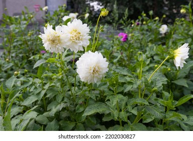 White Dahlia Flowers Growing In A Flower Bed