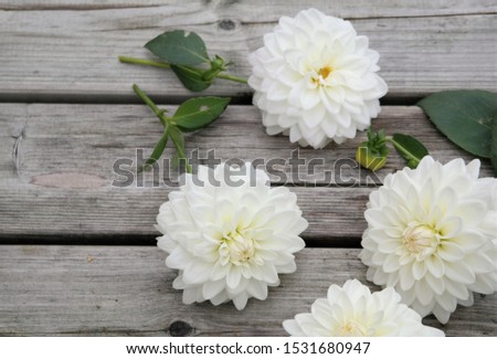 white dahlia flowers on weathered wooden boards, decorative summer or autumn flower in bright daylight
