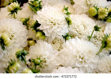 White Dahlia Flowers At Pike Place Market.