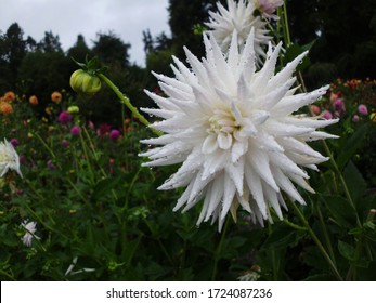 White Dahlia At Point Defiance Park Tacoma WA